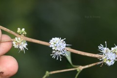 Memecylon flavescens